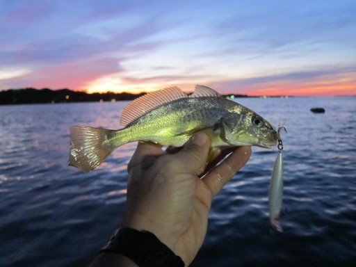 Croaker caught on a ghost minnow