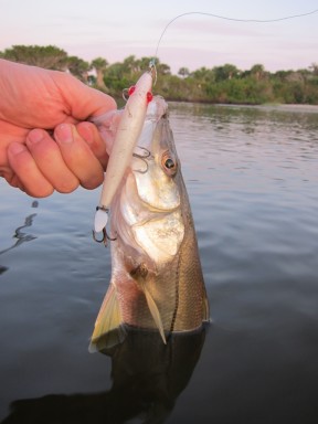 Snook on Topwater 