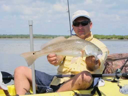 Redfish on the grass flats