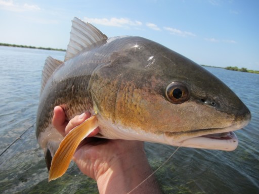 Redfish up-close!