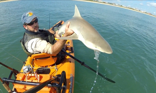 Shark by kayak