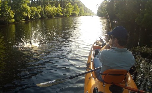 mudfish on fly rod